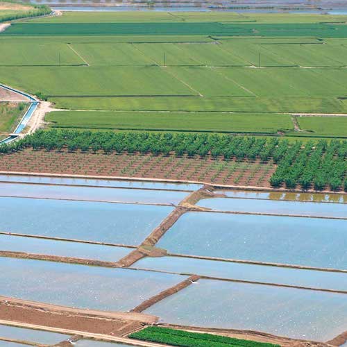 visita vega arrocera de calasparra